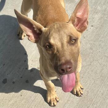 Louise -  Mixed Breed Dog for Adoption in Morristown, Vermont - Louise | PetCurious