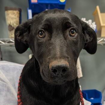 Black Labrador Retriever and Mixed Breed Dogs Available for Adoption in Greenville, South Carolina - Equinox | PetCurious