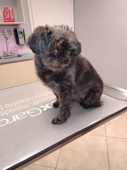 Bubbles -  Affenpinscher Dog for Adoption in Fort Lauderdale, Florida - Bubbles | PetCurious