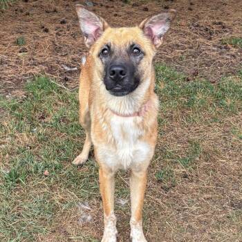 Doretta -  Shepherd and Mixed Breed Dog for Adoption in Fargo, North Dakota - Doretta | PetCurious