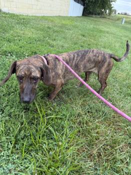 Iris -  Basset Hound and Labrador Retriever Dog for Adoption in Williamsburg, Iowa - Iris | PetCurious