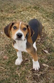 Beagle and Hound Dogs Available for Adoption - Spencer | PetCurious