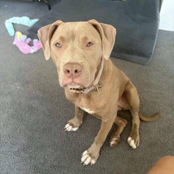 Chai -  Mixed Breed Dog for Adoption in Medford Lakes, New Jersey - Chai | PetCurious