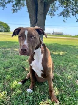 Snickers -  Labrador Retriever Dog for Adoption in Cleburne, Texas - Snickers | PetCurious