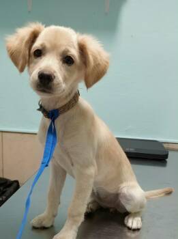 BELLE -  Golden Retriever Dog for Adoption - BELLE | PetCurious