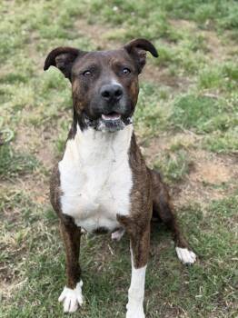 Boxer Dogs Available for Adoption in Lancaster, South Carolina - Wyatt | PetCurious