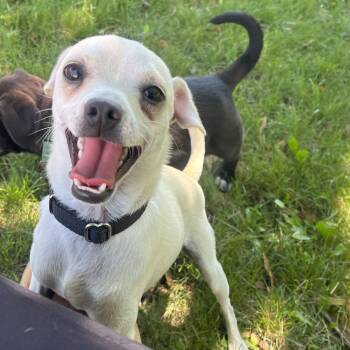 Bud -  Chihuahua Dog for Adoption in New London, Wisconsin - Bud | PetCurious
