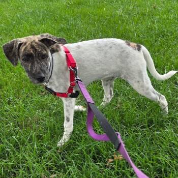 Tatiana -  Mixed Breed Dog for Adoption in Wheeling, Illinois - Tatiana | PetCurious