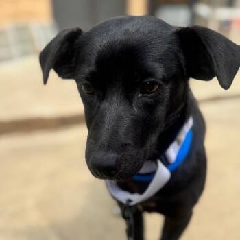 Mixed Breed Dogs Available for Adoption in Auburn, Alabama - Clyde | PetCurious