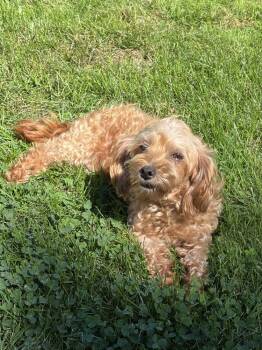 Sherridan -  Maltese and Poodle Dog for Adoption in East Greenville, Pennsylvania - Sherridan | PetCurious