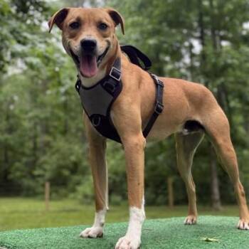 Bama -  Mixed Breed Dog for Adoption in Elk Grove Village, Illinois - Bama | PetCurious