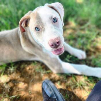 Peekaboo -  Pit Bull Terrier and Mixed Breed Dog for Adoption in Graham, Texas - Peekaboo | PetCurious