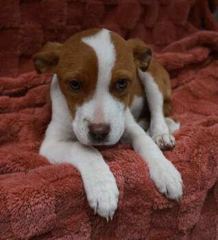 Clover -  Pit Bull Terrier Dog for Adoption in Thief River Falls, Minnesota - Clover | PetCurious