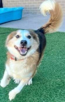 Rescue Mixed Breed Dogs for Adoption in Dallas, Texas - Luli | PetCurious