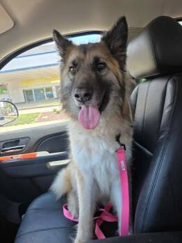 German Shepherd Dog Dogs Available for Adoption in Greeneville, Tennessee - Tally | PetCurious