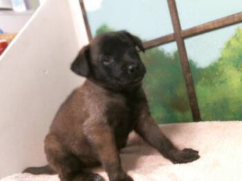 Belgian Shepherd Malinois and Mixed Breed Dogs Available for Adoption in Houston, Texas - AMIRI | PetCurious