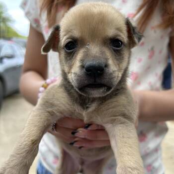Shepherd Dogs Available for Adoption in San Antonio, Texas - Skeeter | PetCurious