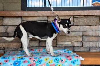 Chihuahua and Terrier Dogs Available for Adoption in Yakima, Washington - Pablo | PetCurious