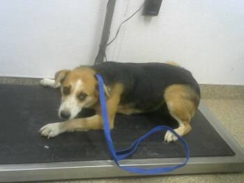 Rescue Australian Cattle Dog Blue Heeler and Mixed Breed Dogs for Adoption in Albuquerque, New Mexico - SARA | PetCurious