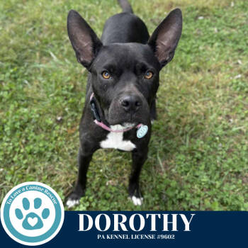 Rescue Pit Bull Terrier Dogs for Adoption in Kimberton, Pennsylvania - Dorothy (Mom To Dorothy's Littles) 090625 | PetCurious