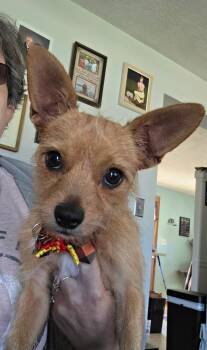 Choa -  Chihuahua Dog for Adoption in Janesville, Wisconsin - Choa | PetCurious