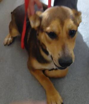 Anna -  Australian Cattle Dog Blue Heeler and Shepherd Dog Available for Adoption in Tulare, California - Anna | PetCurious