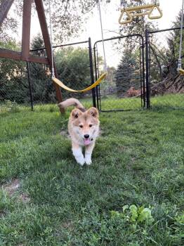 Nora -  Husky and Shepherd Dog for Adoption in Cambridge, Ontario - Nora | PetCurious