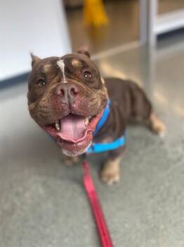 Rescue Bulldog Dogs for Adoption in San Francisco, California - Moo Toon | PetCurious