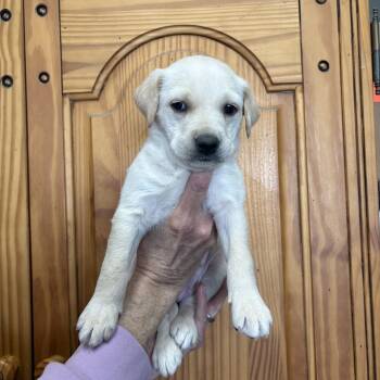 Golden Retriever and Labrador Retriever Dogs Available for Adoption in Phoenix, Arizona - Lily | PetCurious