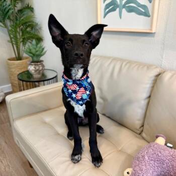 Lou Loomie Big Ears Big Heart -  Labrador Retriever and Australian Cattle Dog Blue Heeler Dog for Adoption in Friendswood, Texas - Lou Loomie Big Ears Big Heart | PetCurious