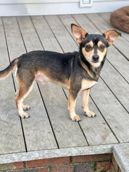 Walker -  Chihuahua Dog for Adoption in Douglas, Georgia - Walker | PetCurious