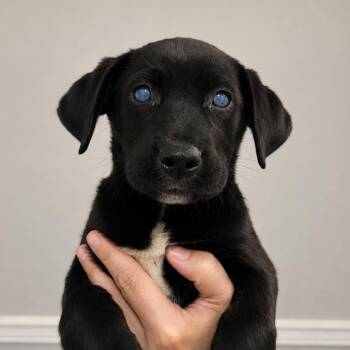 Labrador Retriever Dogs Available for Adoption in Wando, South Carolina - Nova | PetCurious