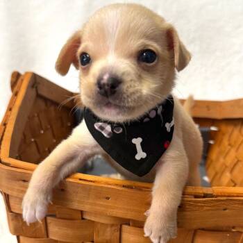 Wily E Coyote -  Boston Terrier and Mixed Breed Dog for Adoption in St. Peters, Missouri - Wily E Coyote | PetCurious
