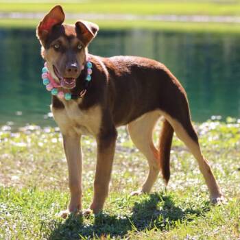 Roxy -  Doberman Pinscher and Australian Kelpie Dog for Adoption in Houston, Texas - Roxy | PetCurious