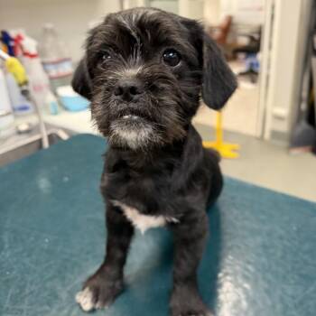 WAGS-Stray-21873 -  Terrier Dog Available for Adoption in Westminster, California - WAGS-Stray-21873 | PetCurious