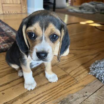 Beagle Dogs Available for Adoption in Union Grove, Wisconsin - Bella | PetCurious