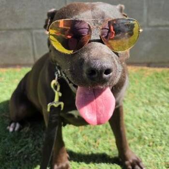 Tinkerbell -  Pit Bull Terrier and Mixed Breed Dog for Adoption in Fort Collins, Colorado - Tinkerbell | PetCurious
