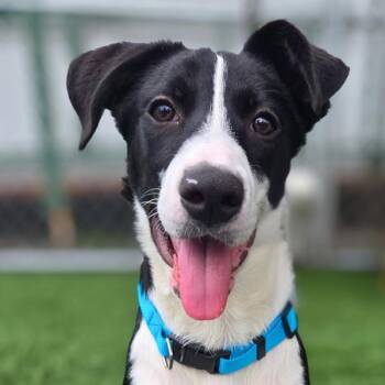 Rescue Border Collie and Shepherd Dogs for Adoption in Vallejo, California - Chess | PetCurious