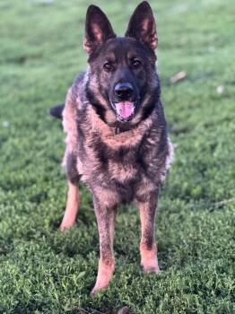 German Shepherd Dog Dogs Available for Adoption in Chesterfield, Missouri - Freya | PetCurious