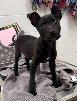 Mixed Breed Dogs Available for Adoption in Kansas City, Missouri - Pygmy | PetCurious