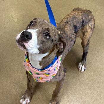 Harley -  Catahoula Leopard Dog and Mixed Breed Dog for Adoption in Hagerstown, Maryland - Harley | PetCurious
