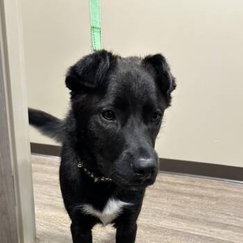 Black Labrador Retriever Dogs Available for Adoption in Portland, Texas - T-REX | PetCurious