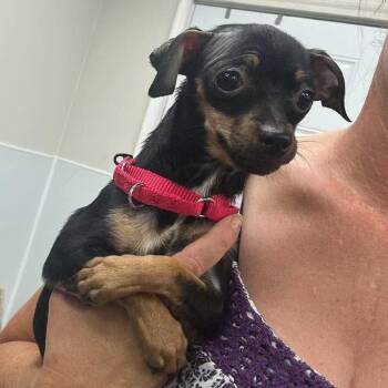 Huntrix -  Mixed Breed Dog for Adoption in Fredericksburg, Virginia - Huntrix | PetCurious