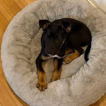Shepherd and Terrier Dogs Available for Adoption in Brockport, New York - Cooper | PetCurious
