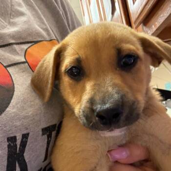 Paisley - 052801U -  Labrador Retriever and Mixed Breed Dog for Adoption in Tupelo, Mississippi - Paisley - 052801U | PetCurious