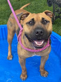Penelope -  Pit Bull Terrier Dog for Adoption in Anderson, Indiana - Penelope | PetCurious
