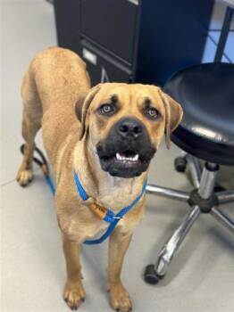 Banshee -  Mixed Breed Dog for Adoption in West Chester, Pennsylvania - Banshee | PetCurious