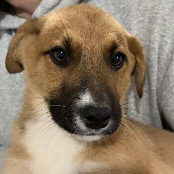 German Shepherd Dog and Cattle Dog Dogs Available for Adoption - Monster | PetCurious