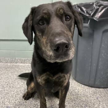 Black Labrador Retriever Dogs Available for Adoption in Greenville, South Carolina - Blue | PetCurious