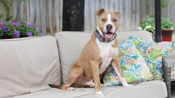 Pumbaa -  Terrier Dog for Adoption in Sioux Falls, South Dakota - Pumbaa | PetCurious